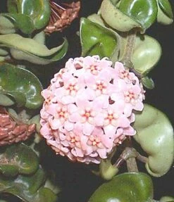 Indian Hindu Rope Plant - Hoya Carnosa Compacta - 6" Pot -HIRTS Sales 1064266607719 hindugreenflower 17535.1594487500