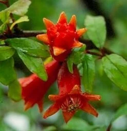 Dwarf Pomegranate Plant - Punica -Bonsai/Houseplant/Outdoors- Edible-4" Clay Pot -HIRTS Sales 1081460460553 pomegranite1 94756.1614909692