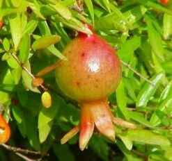 Dwarf Pomegranate Plant - Punica -Bonsai/Houseplant/Outdoors- Edible-4" Clay Pot -HIRTS Sales 1082995277504 02520 62773.1614909693