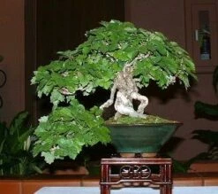 Boston Ivy Plant - Parthenocissus Ticuspidata Veitchii - 2.5" Pot -HIRTS Sales 1102139615544 bostonivy 56930.1615344744