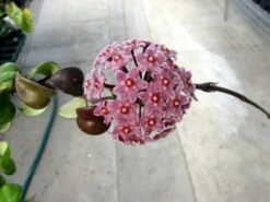 Variegated Hindu Rope Plant - EXOTIC - Hoya - 4" Pot -HIRTS Sales 1132873964030 hinduropeflower 03199.1598895939