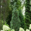 PINPOINT® Blue False Cypress - 4" Pot - Chamaecyparis -HIRTS Sales 120pinpoint20blue20chamaecyparis 01391.1615344677