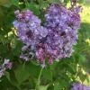 Scentara® Double Blue Lilac - 4" Pot - Syringa - Proven Winners -HIRTS Sales 120scentara20double20blue20lilac20flower 00059.1615344680