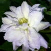 Diamond Ball Clematis - 4" Pot - Proven Winners 1 Diamond Ball Clematis - 4" Pot - Proven Winners -HIRTS Sales 17976853856 a42f57fde3 o 81186.1615344812