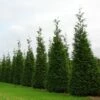 Green Giant Arborvitae - 4" Pot - Thuja -HIRTS Sales 24 32 83847.1615344658