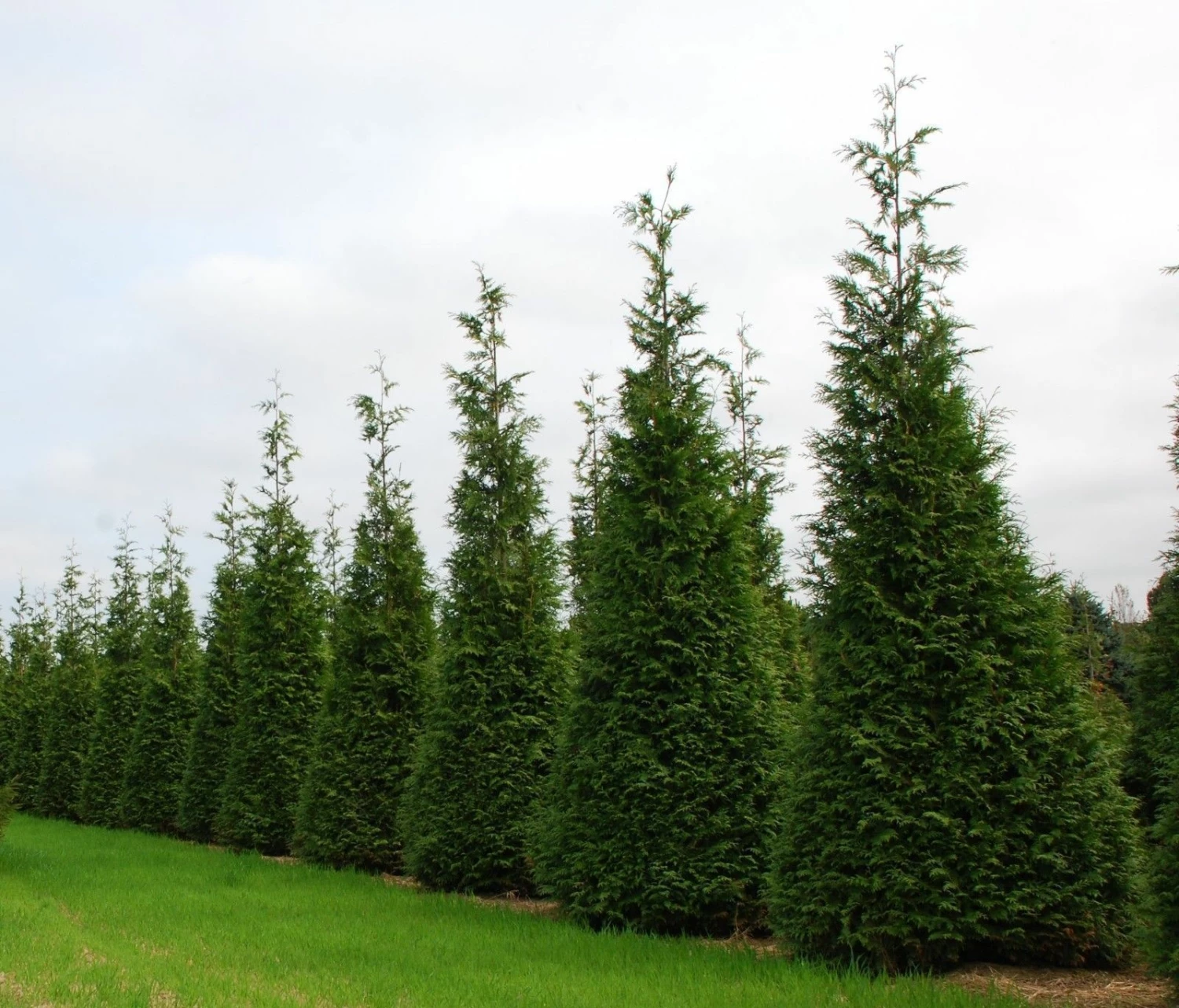 Green Giant Arborvitae - 4" Pot - Thuja 3 Green Giant Arborvitae - 4" Pot - Thuja