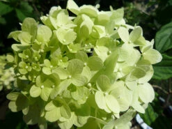 Limelight Hydrangea - Beautiful Colors - Proven Winners - 4" Pot -HIRTS Sales 3121186330 369112c08d 17287.1615344618