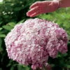 Incrediball® Blush Hydrangea Perennial - Huge Flowers - 4" Pot - Proven Winners 2 Incrediball® Blush Hydrangea Perennial - Huge Flowers - 4" Pot - Proven Winners -HIRTS Sales 37469 54032.1615344656