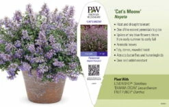 Cat's Meow Catmint Perennial - Nepeta - Gallon Pot - Proven Winners -HIRTS Sales 3885 cats meow 64464.1646224300