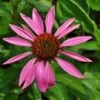 Ruby Star Coneflower Perennial - Echinacea - Quart Pot -HIRTS Sales 408 echinacea rubystar 42155.1681259882