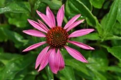 Ruby Star Coneflower Perennial - Echinacea - Quart Pot