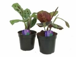 Hirt's 1 Red & 1 Green Prayer Plant - Maranta - Easy To Grow - 4" Pot -HIRTS Sales 41vlnqlzbul 85991.1697565582