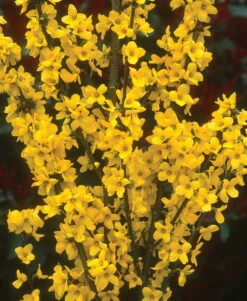 Show Off® - Forsythia X 'Mindor' PP19,321 - Proven Winners - 4" Pot