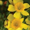 Sunny Boulevard™ St. John's-Wort - 4" Pot - Hypericum - Proven Winners 2 Sunny Boulevard™ St. John's-Wort - 4" Pot - Hypericum - Proven Winners -HIRTS Sales 4382 97356.1615344563