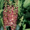 Ruby Spice Summersweet - Clethra Alnifolia - Fragrant! - 4" Pot -HIRTS Sales 46281 68298.1653670695