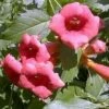 Flamenco Trumpet Vine - Campsis - 2.5" Pot -HIRTS Sales 510 5tff1kl 66106.1665409775