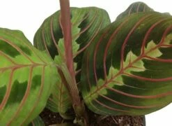 Hirt's 1 Red & 1 Green Prayer Plant - Maranta - Easy To Grow - 4" Pot -HIRTS Sales 51meq3yoirl 54672.1697565582