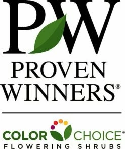 OSO EASY® Italian Ice Rose- Rebloomer- Proven Winners - 4" Pot -HIRTS Sales 51nu1o78s2bl 44803.1615344551