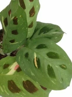 Hirt's 1 Red & 1 Green Prayer Plant - Maranta - Easy To Grow - 4" Pot -HIRTS Sales 51nxhz0c1el 37071.1697565582
