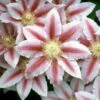 Bees Jubilee Clematis Vine - Pink & Red Blooms - 2.5" Pot -HIRTS Sales 51vifdbmhzl 80639.1615344799