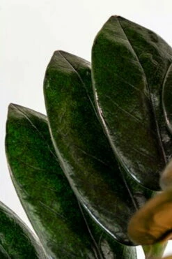 Black Queen ZZ Plant - Zamioculcas - 4" Pot - Collector's 14 Black Queen ZZ Plant - Zamioculcas - 4" Pot - Collector's -HIRTS Sales 59caa9tyr5871 76631 68569.1686716410