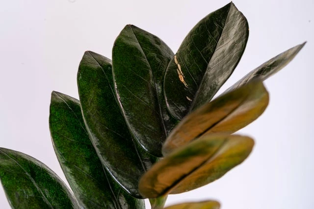 Black Queen ZZ Plant - Zamioculcas - 4" Pot - Collector's 6 Black Queen ZZ Plant - Zamioculcas - 4" Pot - Collector's - Image 4