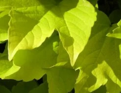 Fenway Park Golden Boston Ivy Plant - Parthenocissus - 2.5" Pot -HIRTS Sales 61kdfh 1q9l. sl1000 03520.1615344782