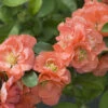 Double Take™ Chaenomeles Peach - 4" Pot - Flowering Quince - Proven Winners -HIRTS Sales 61kqgzwxjpl. sl1000 35388.1615344641