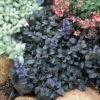 Mahogany Ajuga - Carpet Bugle - 48 Plants - 1 3/4" Pots -HIRTS Sales 61occuy4dol 47908.1595009650