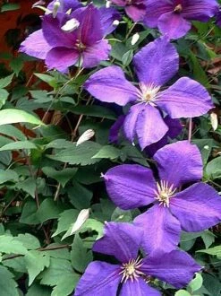 Jackmani Clematis Vine - Velvety-Purple - 2.5" Pot -HIRTS Sales 61p2bvyfccol 33384.1615344793