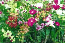 Dendrobium Orchid - 4" Pot - Assorted Colors - Easy To Grow Indoors