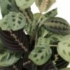 Hirt's 1 Red & 1 Green Prayer Plant - Maranta - Easy To Grow - 4" Pot -HIRTS Sales 710j22o 4hl. sl1000 63810.1697565581