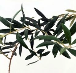 Arbequina Large Olive Tree - Tree Of Peace - Olea - 6" Pot -HIRTS Sales 71bnivb49jl. sl1041 97191.1614518595