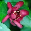 Calycanthus Aphrodite PPAF- Sweetshrub - Fragrant - Proven Winners - 4" Pot -HIRTS Sales 71ltiafvool. sl1045 38826.1615344537
