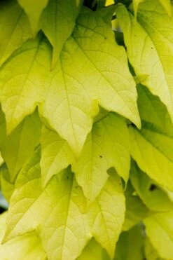 Fenway Park Golden Boston Ivy Plant - Parthenocissus - 2.5" Pot -HIRTS Sales 71no9chqycl. sl1024 61151.1615344783