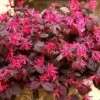 JAZZ HANDS® Pink Chinese Fringe Flower - 4" Pot - Loropetalum -HIRTS Sales 71xtx5gh2cl. sl1000 10869.1615344643