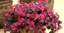 JAZZ HANDS® Pink Chinese Fringe Flower - 4" Pot - Loropetalum