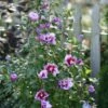 Purple Pillar® Hibiscus - 4" Pot - Rose Of Sharon - Proven Winners -HIRTS Sales 81g4jzaxhzl. sl1437 59759.1615344634