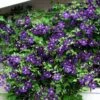 Jackmani Superba Clematis Vine - 2.5" Pot -HIRTS Sales 81jhekhhf2l. sl1056 49396.1615344827