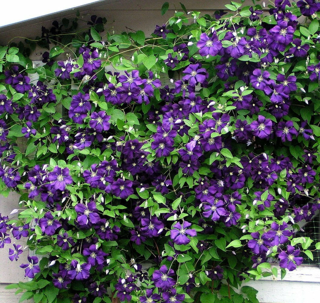 Jackmani Superba Clematis Vine - 2.5" Pot 3 Jackmani Superba Clematis Vine - 2.5" Pot