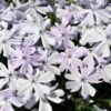 Emerald Blue Phlox Perennial - Potted - Live Plant - Quart Pot -HIRTS Sales 981 phlox sub emeraldblue 2 79515.1695829611