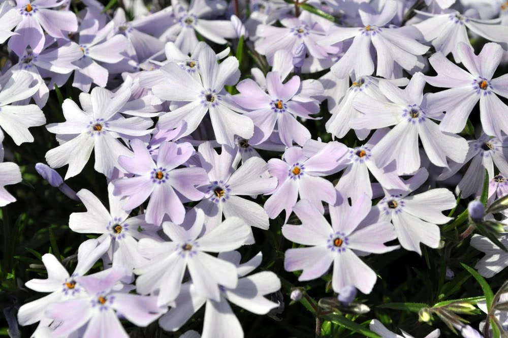 Emerald Blue Phlox Perennial - Potted - Live Plant - Quart Pot 3 Emerald Blue Phlox Perennial - Potted - Live Plant - Quart Pot