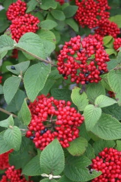 Red Balloon™ Viburnum Shrub - Proven Winners 8 Red Balloon™ Viburnum Shrub - Proven Winners -HIRTS Sales a0fdfed7 88b3 466f 993a 76e34a832488 1000 74754.1615344540