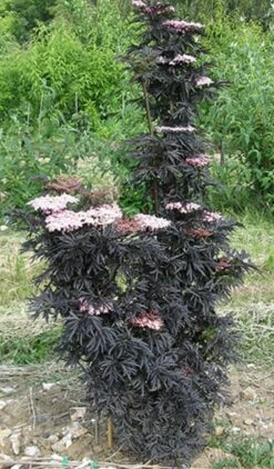 Laced Up® Elderberry - 4" Pot - Sambucus - Proven Winners -HIRTS Sales a20strait20laced20upright20elderberry20proven20winners 75296.1615344638