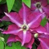Viva Polonia Clematis - 4" Pot - Proven Winners