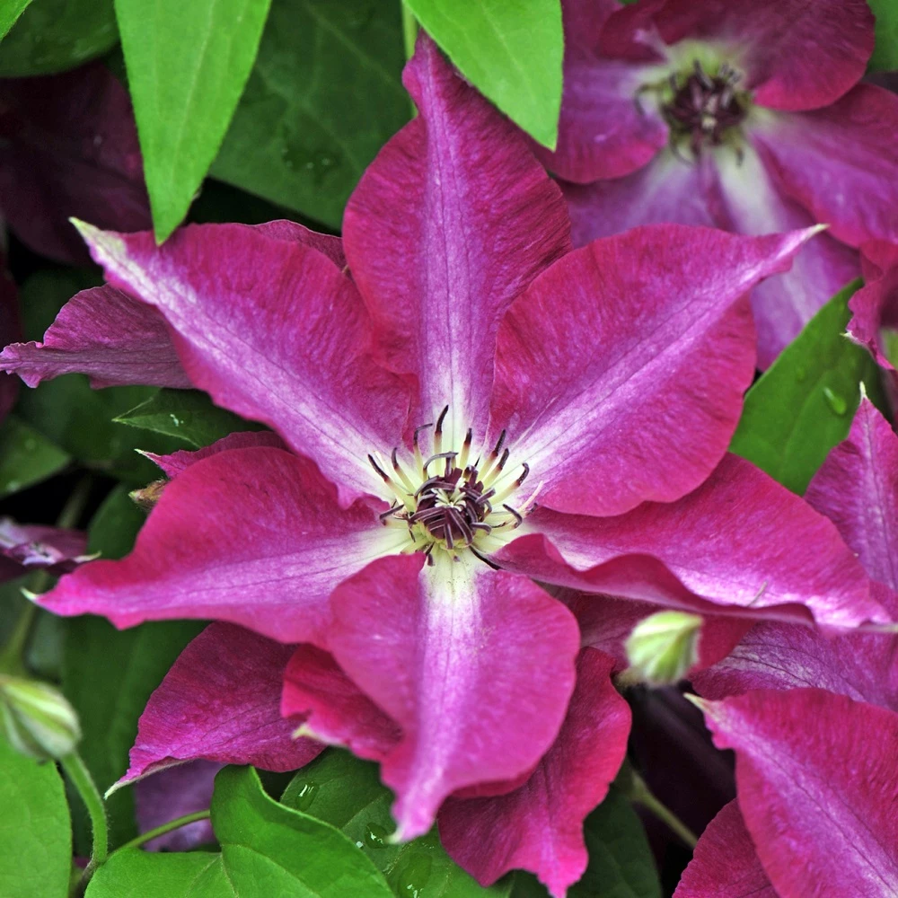 Viva Polonia Clematis - 4" Pot - Proven Winners 3 Viva Polonia Clematis - 4" Pot - Proven Winners