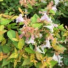 FUNSHINE® Abelia - 4" Pot - Proven Winners -HIRTS Sales abelia20funshine20closeup 91557.1615344683
