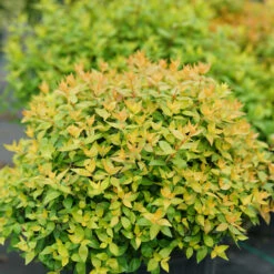 FUNSHINE® Abelia - 4" Pot - Proven Winners 5 FUNSHINE® Abelia - 4" Pot - Proven Winners -HIRTS Sales abelia20funshine20plant 72032.1615344683