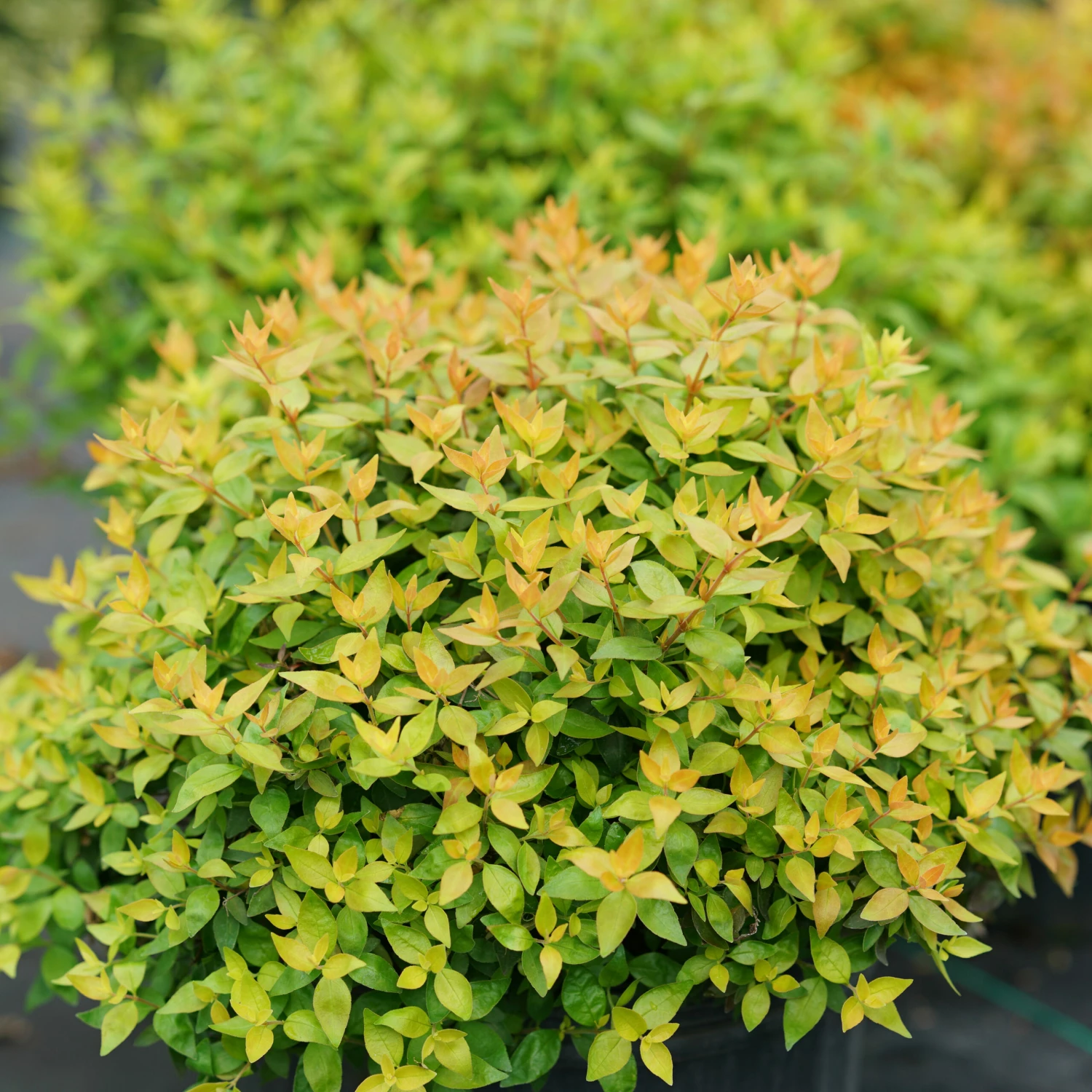 FUNSHINE® Abelia - 4" Pot - Proven Winners 4 FUNSHINE® Abelia - 4" Pot - Proven Winners - Image 2