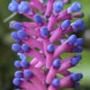 Matchstick Vase Plant - Aechmea Gamosepala - Bromeliad - 4" Pot -HIRTS Sales aechmea cylindrata2 31095.1675876875